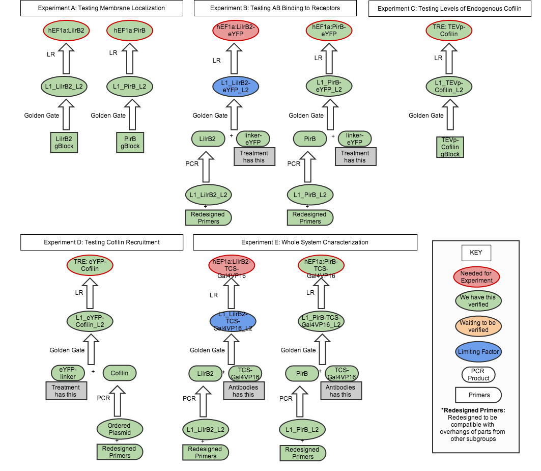 Plasmid Map -Construction Plan