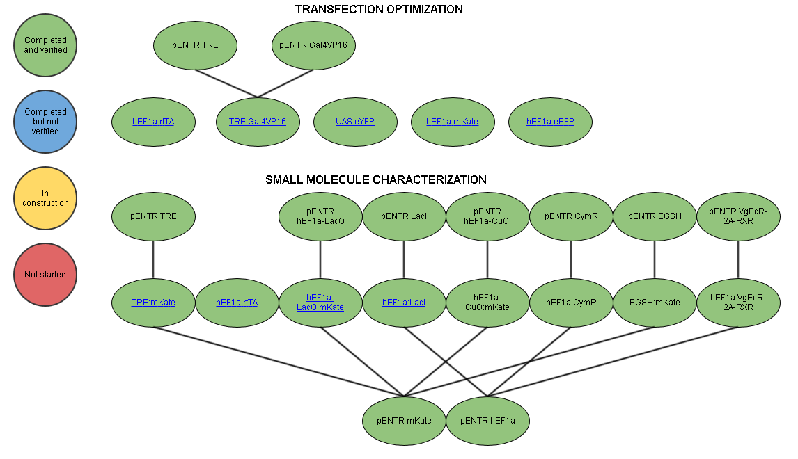 Transfection Optimization and Small Molecule Characterization